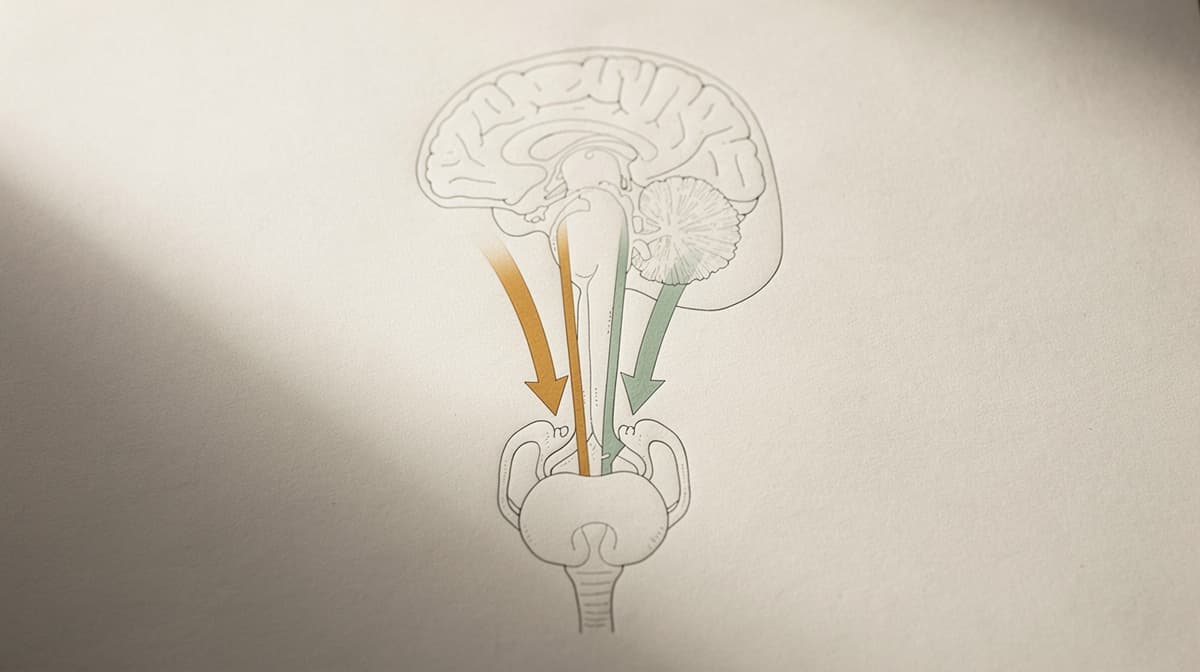 Abstract illustration of the hypothalamic-pituitary axis with two converging amber and sage signaling arrows on off-white paper, editorial line-art