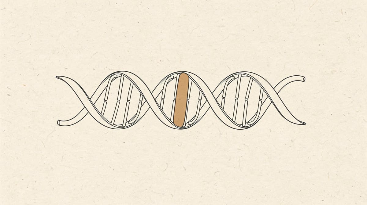 Editorial line-art rendering of a three-residue peptide ribbon on a cream background with one warm tan accent residue, suggesting KPV