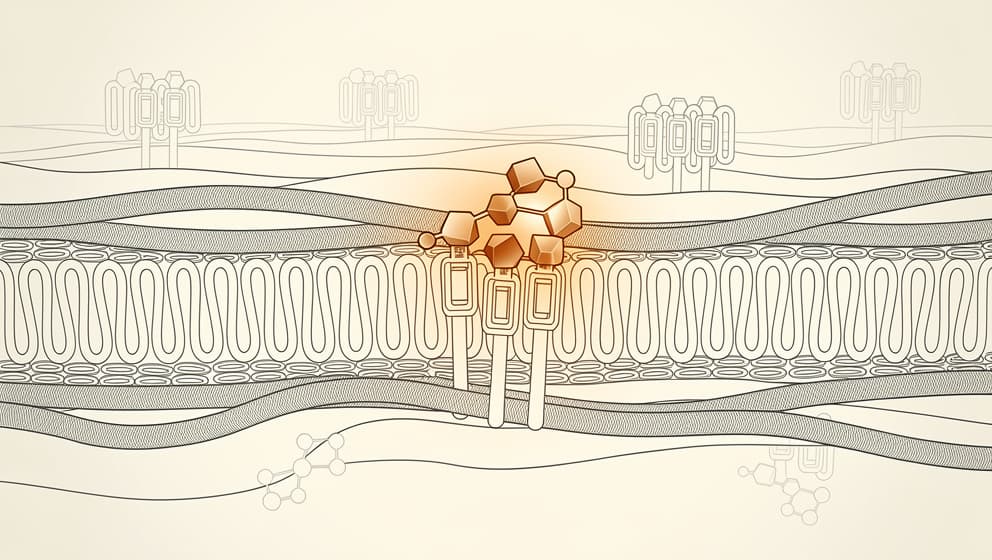 Abstract cellular illustration of a ghrelin receptor on a hypothalamic cell being activated by a small molecule ligand, warm amber accent on receptor activation