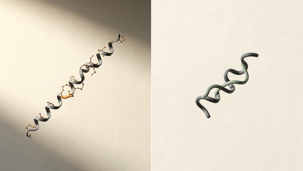 Split-frame illustration with an elongated peptide ribbon on left and a shorter modified peptide on right, amber and sage accents, editorial line-art